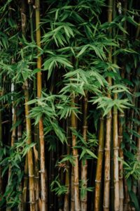 Bamboo plants